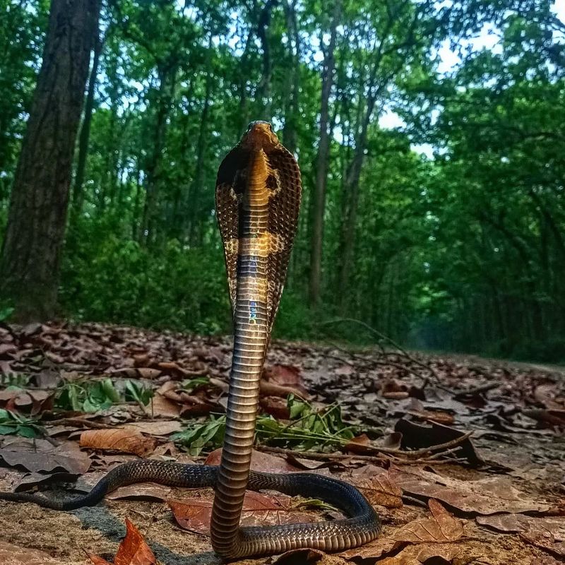 King Cobra