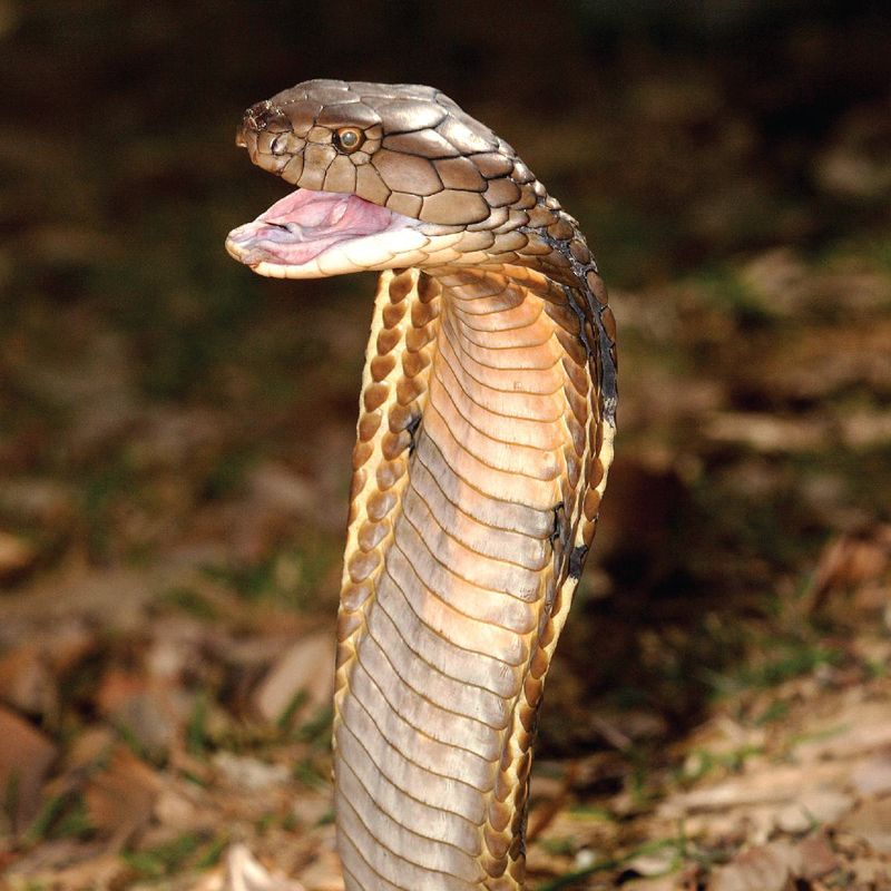 King Cobra