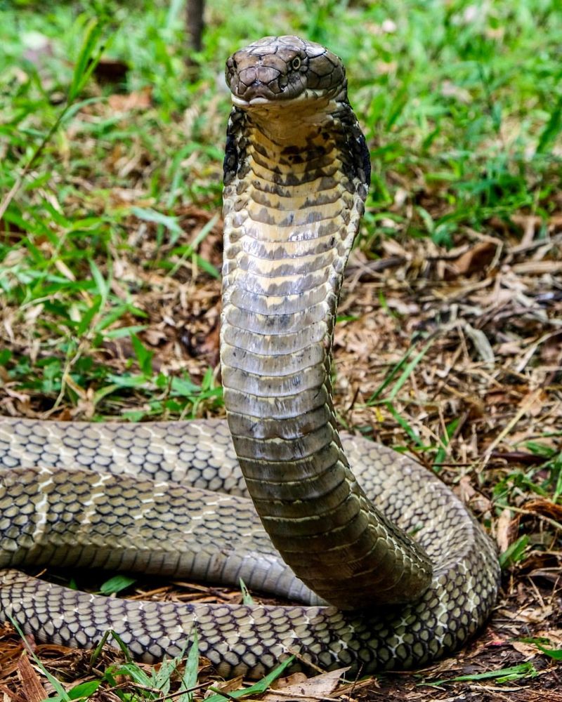 King Cobra