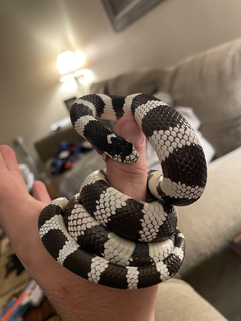 King Snake