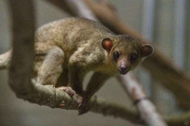 Kinkajou