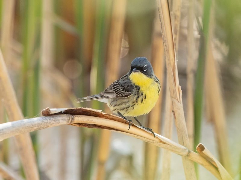 Kirtland's Warbler