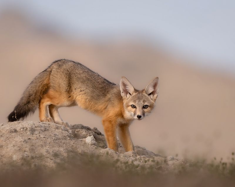 Kit Fox