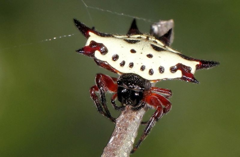 Kite Spider