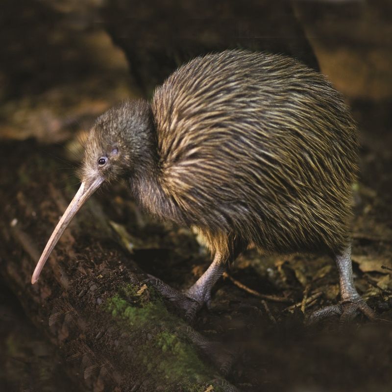 Kiwi - New Zealand