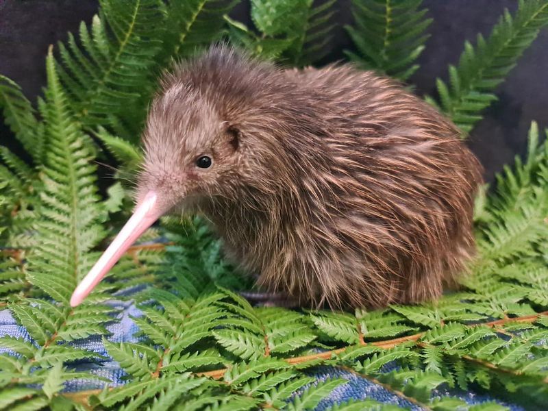 Kiwi in New Zealand