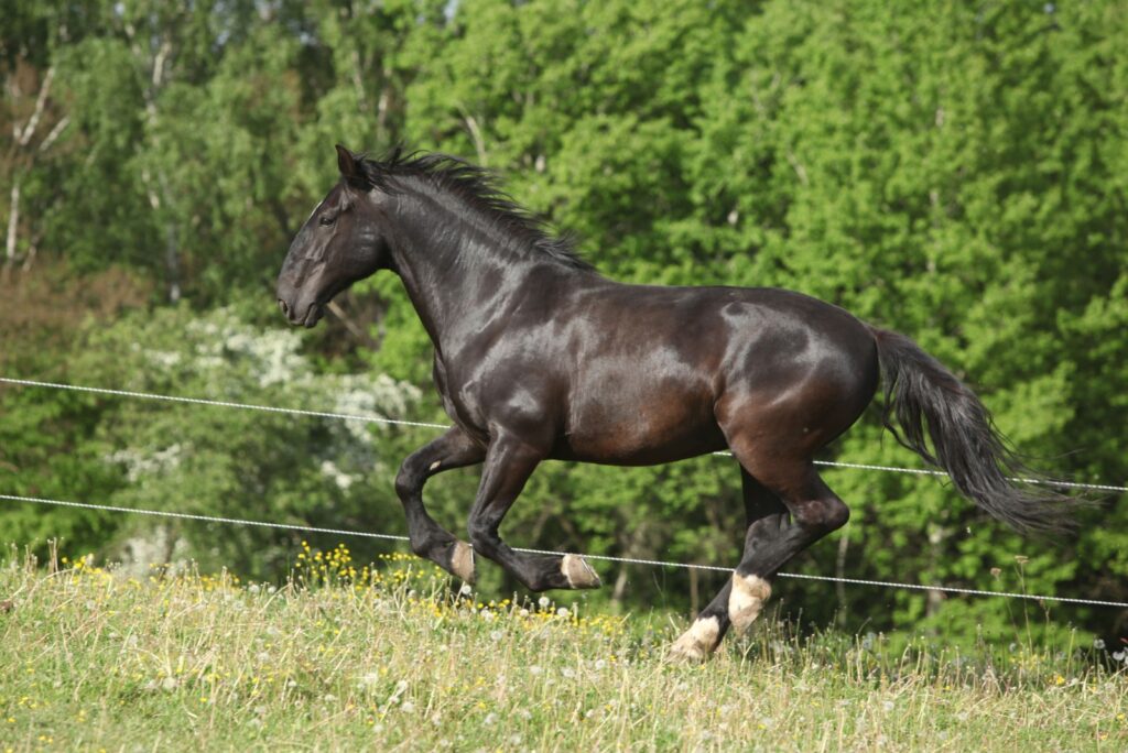 Kladruber Horse