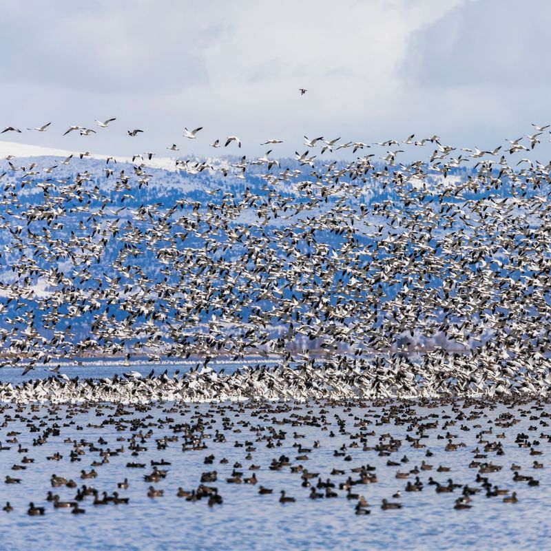 Klamath Basin National Wildlife Refuge