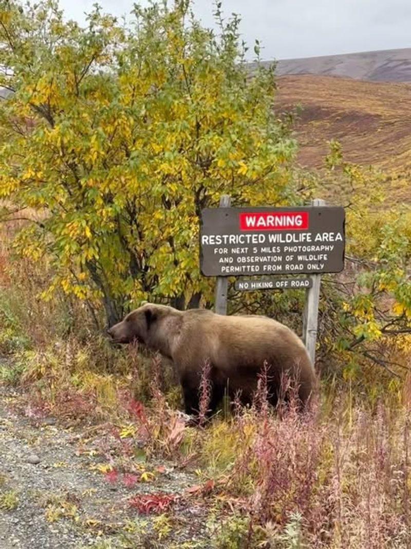 Knowing Bear Warning Signs