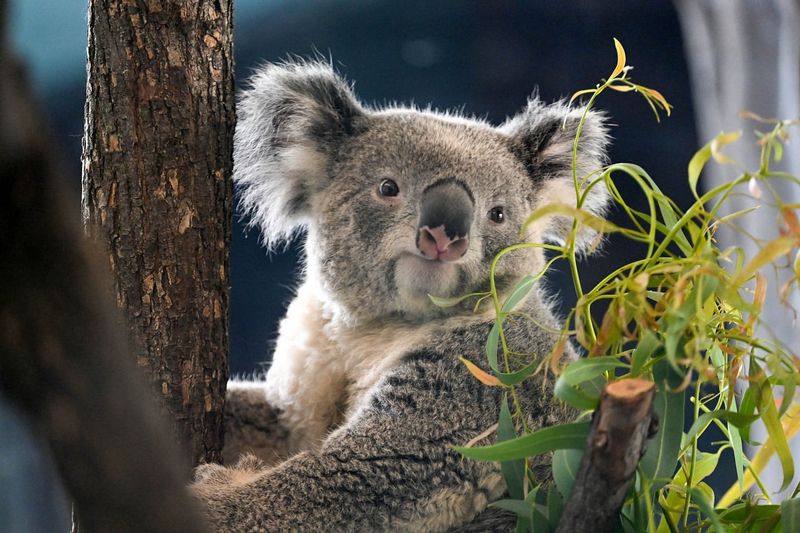 Koala