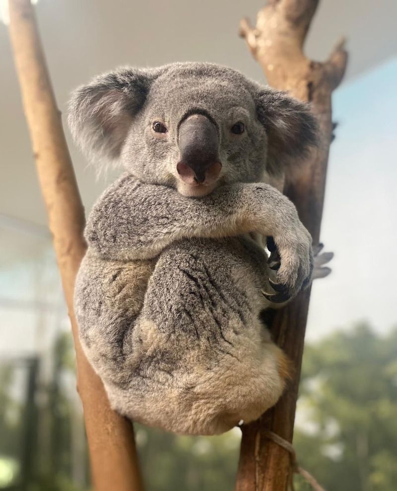 Koala