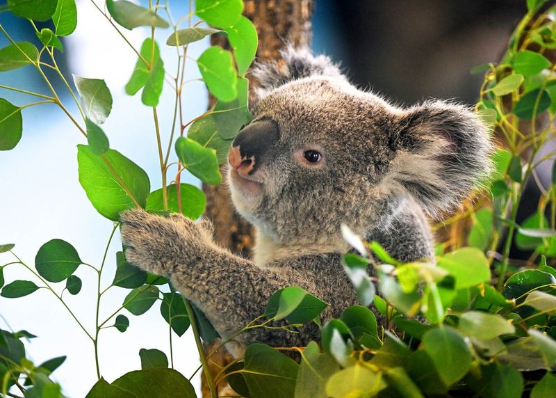 Koala