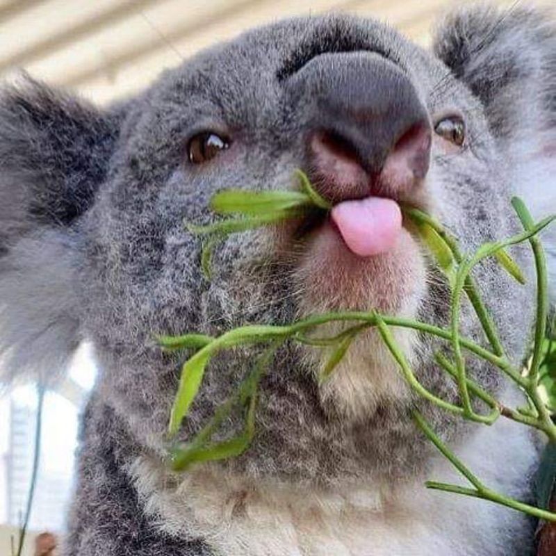 Koala