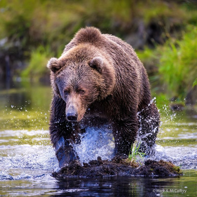 Kodiak Bear