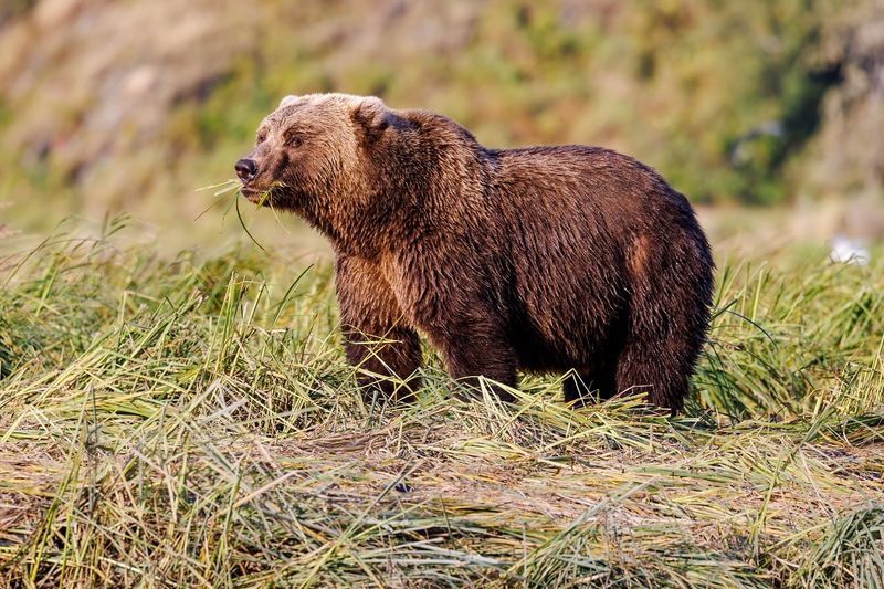 Kodiak Bear