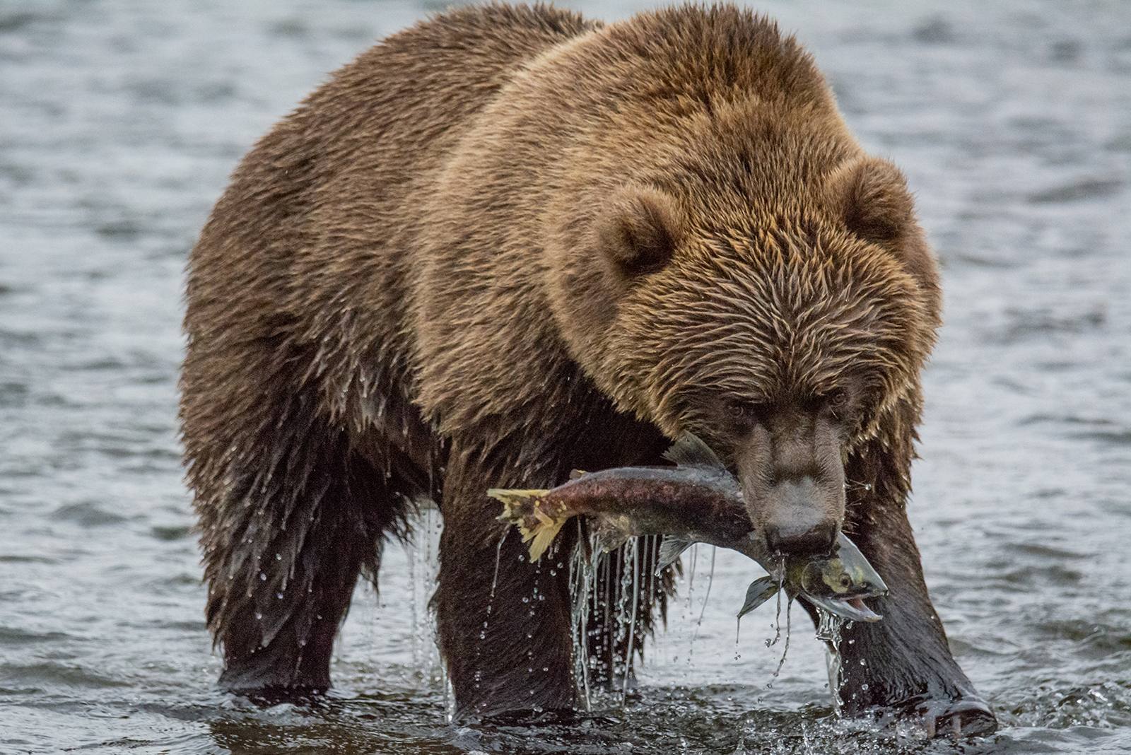 kodiak bear