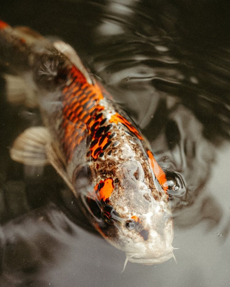 Koi Fish