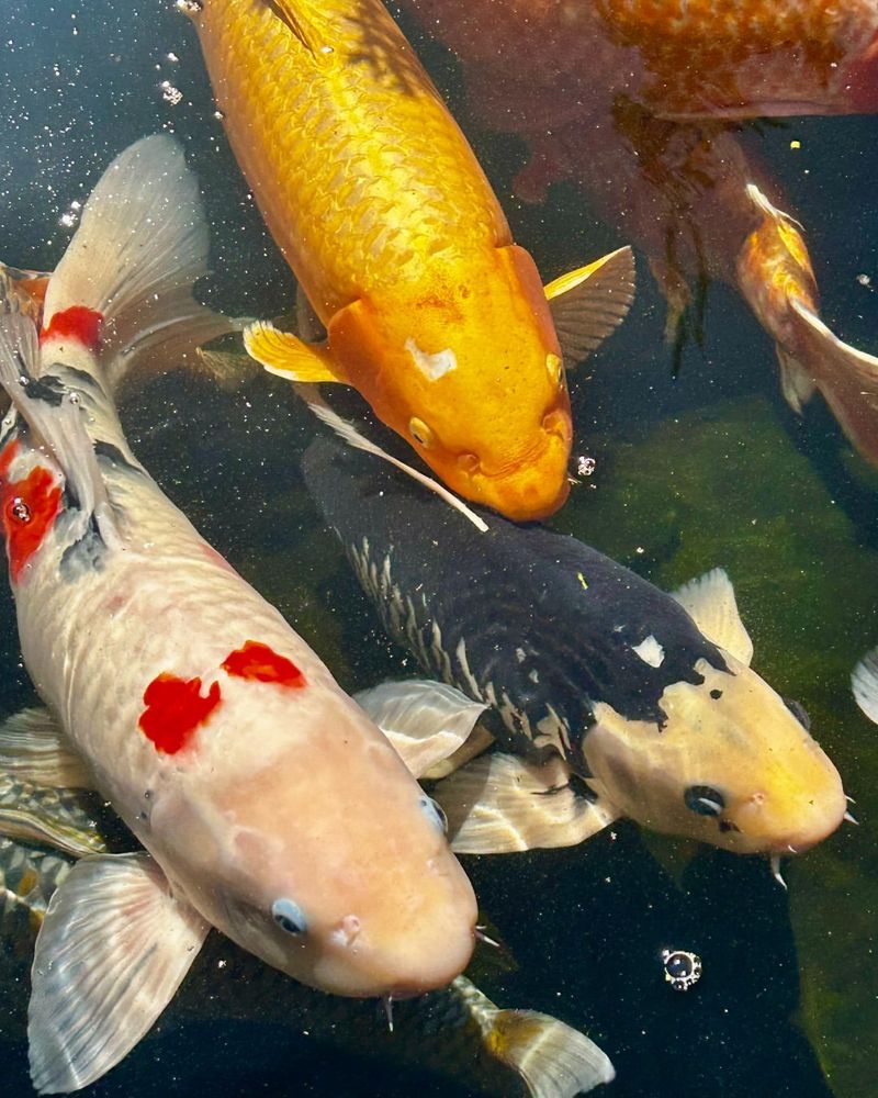 Koi Fish