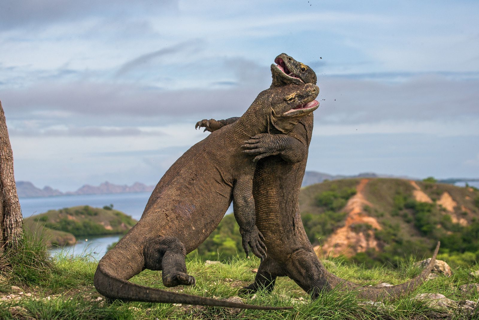 Komodo Dragon