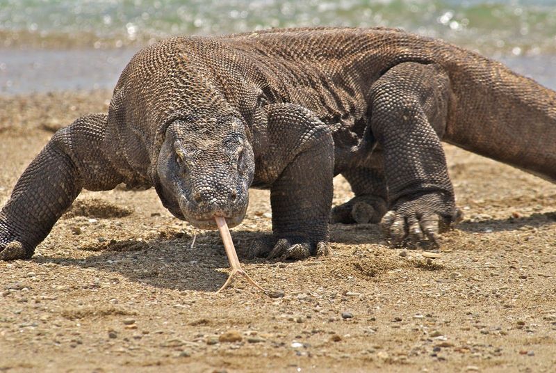 Komodo Dragon