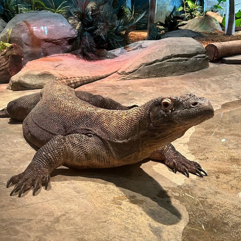 Komodo Dragon