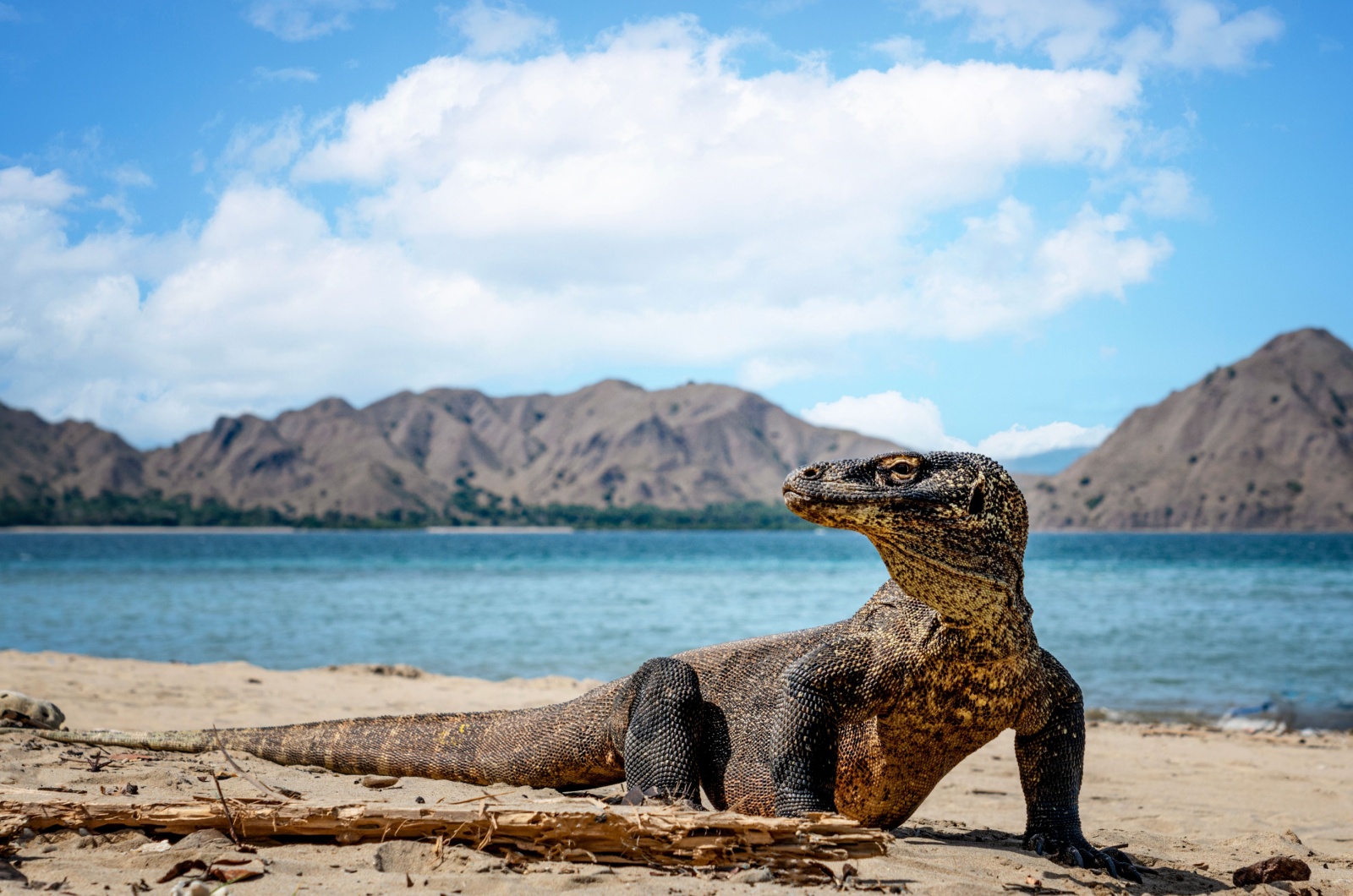 komodo dragon