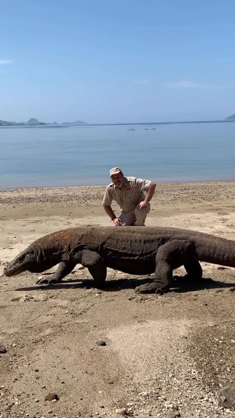 Komodo Dragon