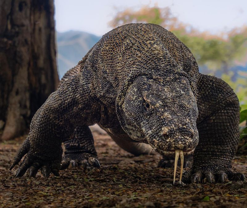 Komodo Dragon