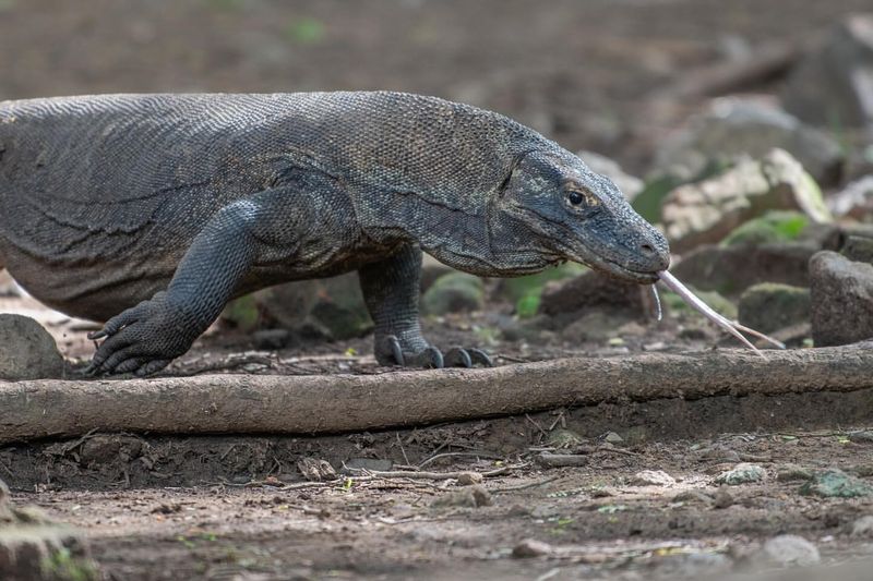 Komodo Dragon's Venomous Bite