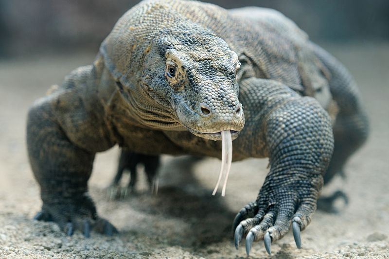 Komodo Dragons