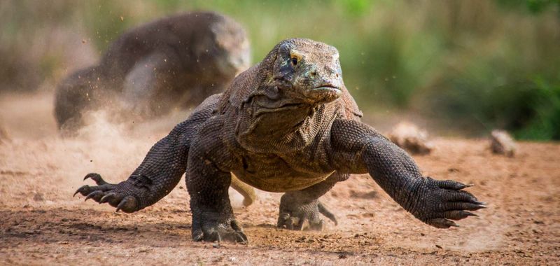 Komodo Dragons