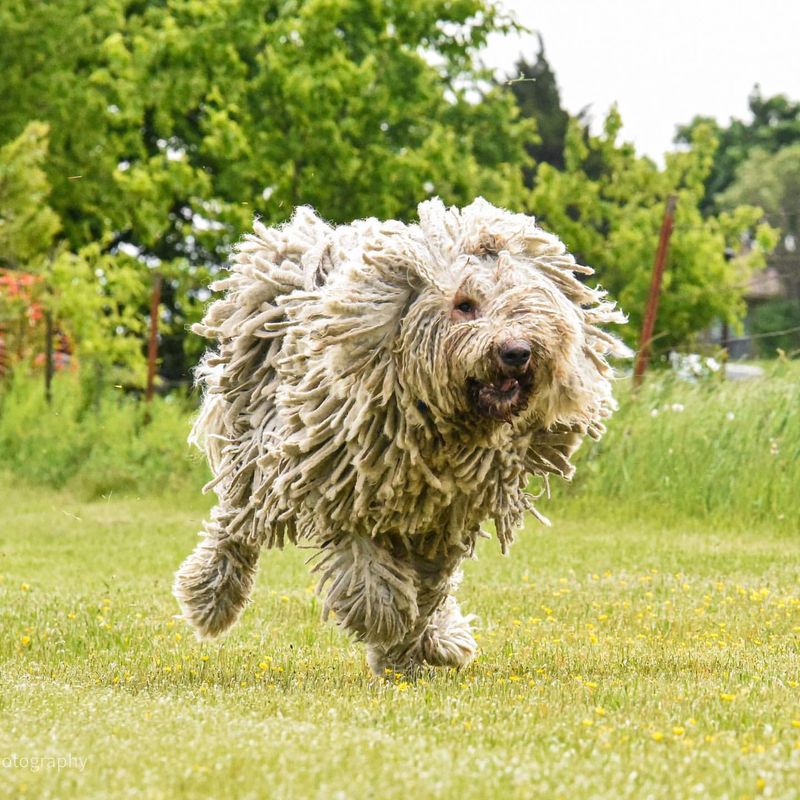 Komondor