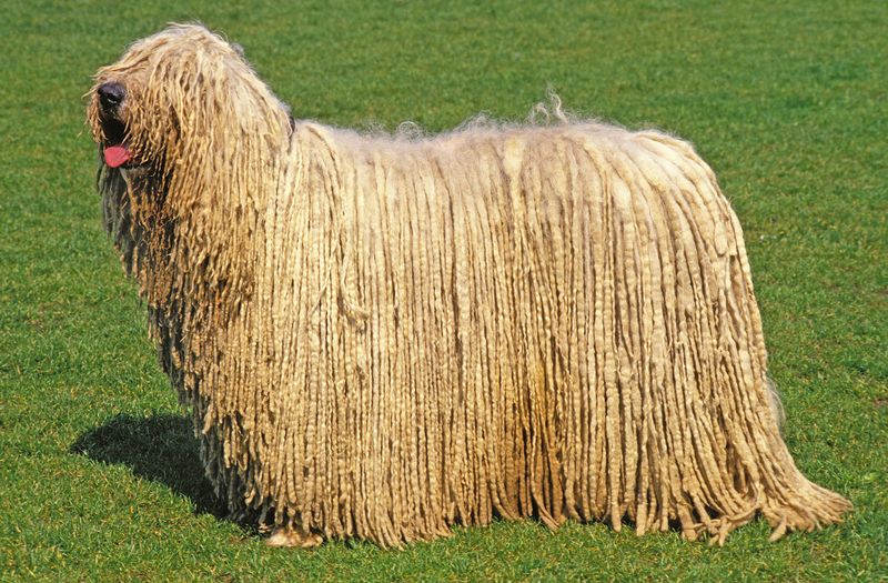 Komondor