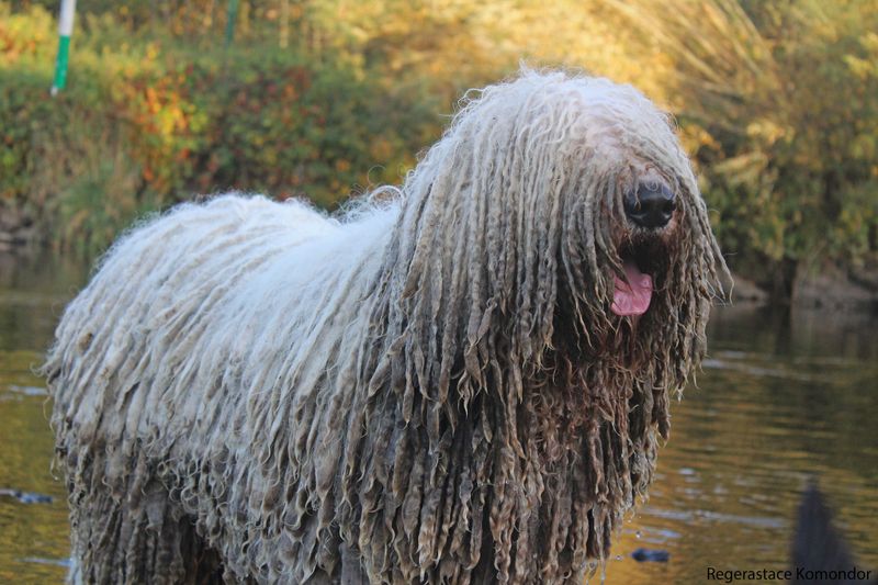 Komondor