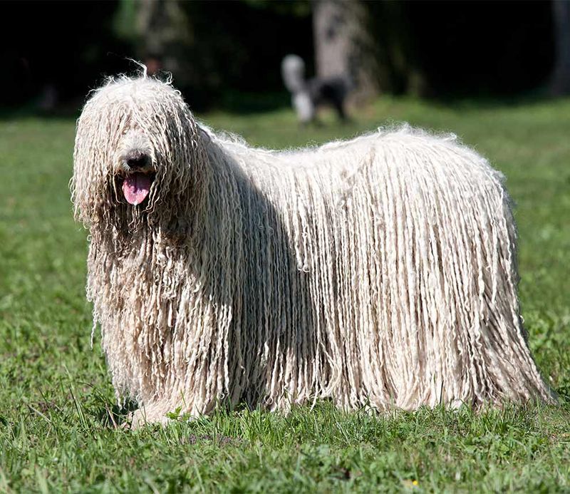 Komondor