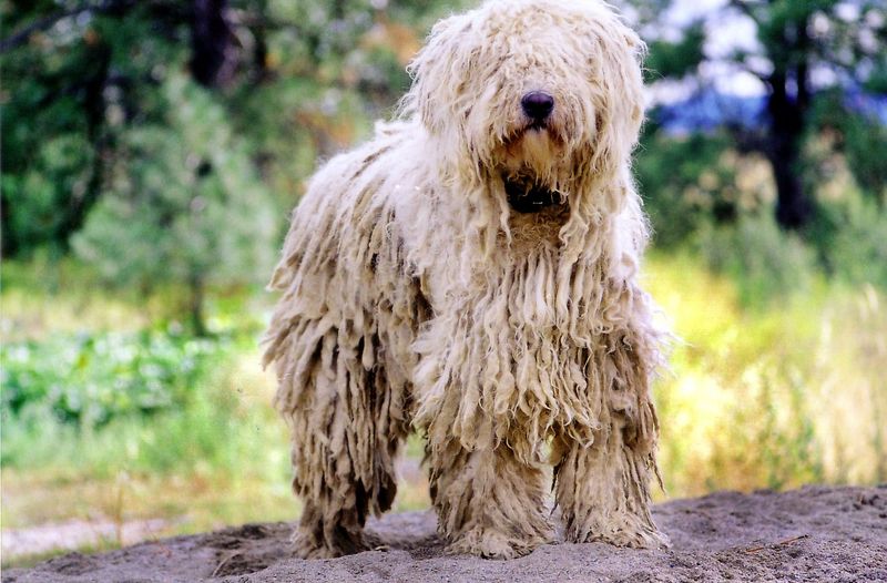 Komondor