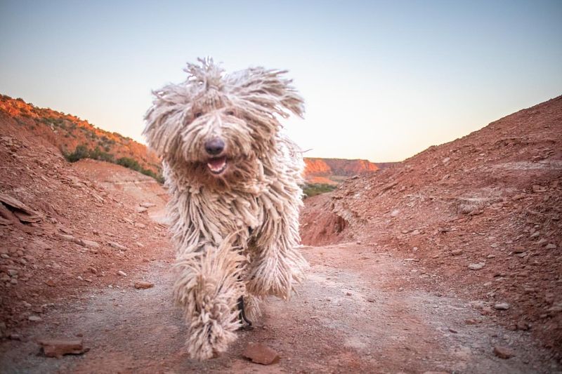 Komondor Dog