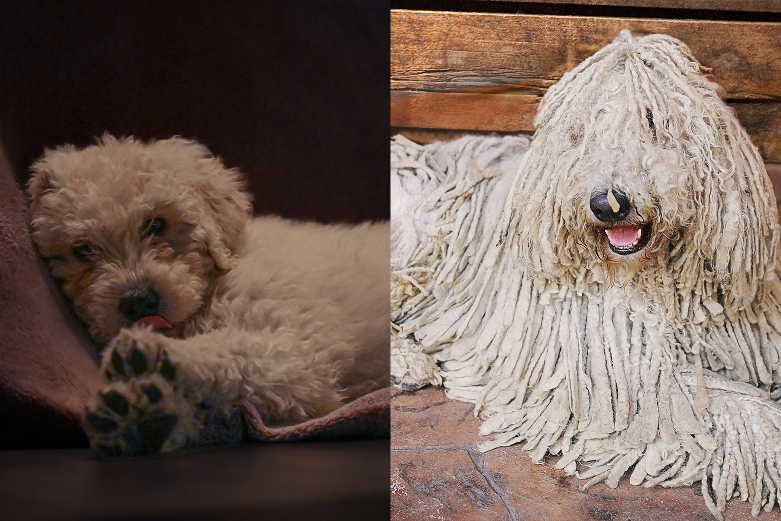 Komondor