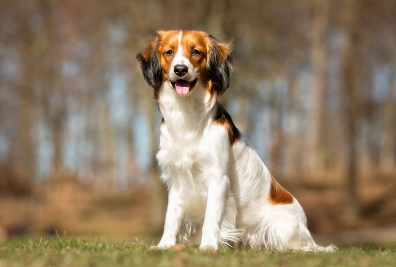 Kooikerhondje