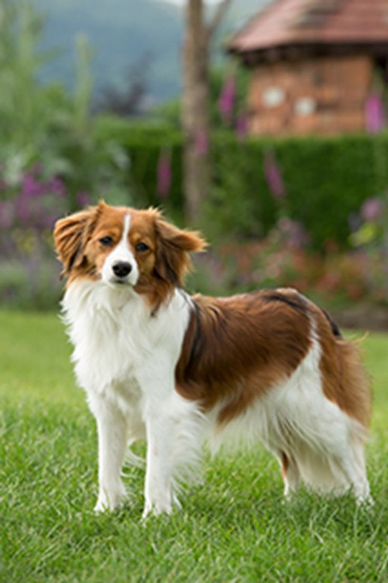 Kooikerhondje