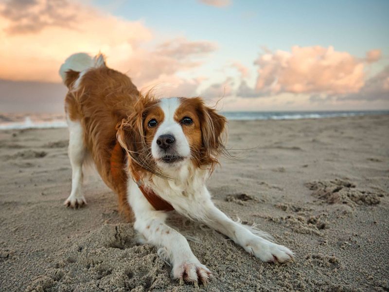 Kooikerhondje