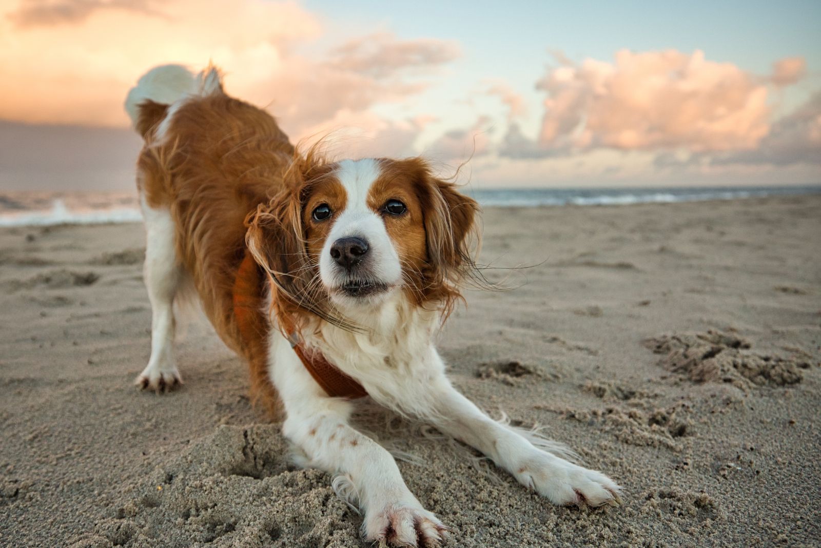 Kooikerhondje