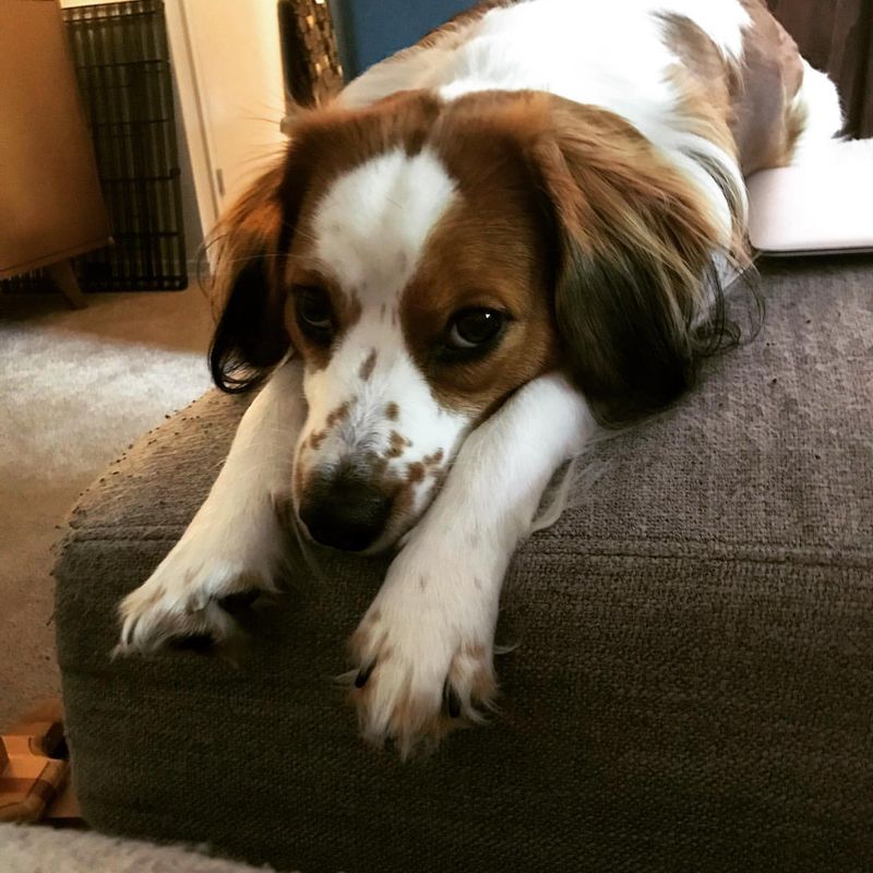 Kooikerhondje