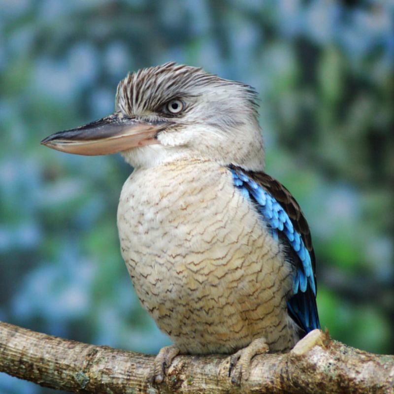 Kookaburra