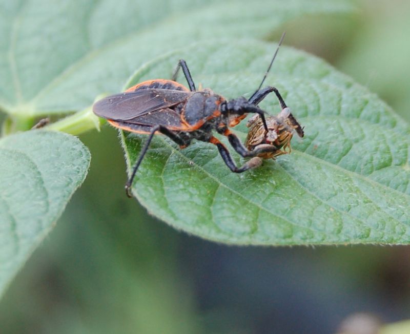 Kudzu Bug