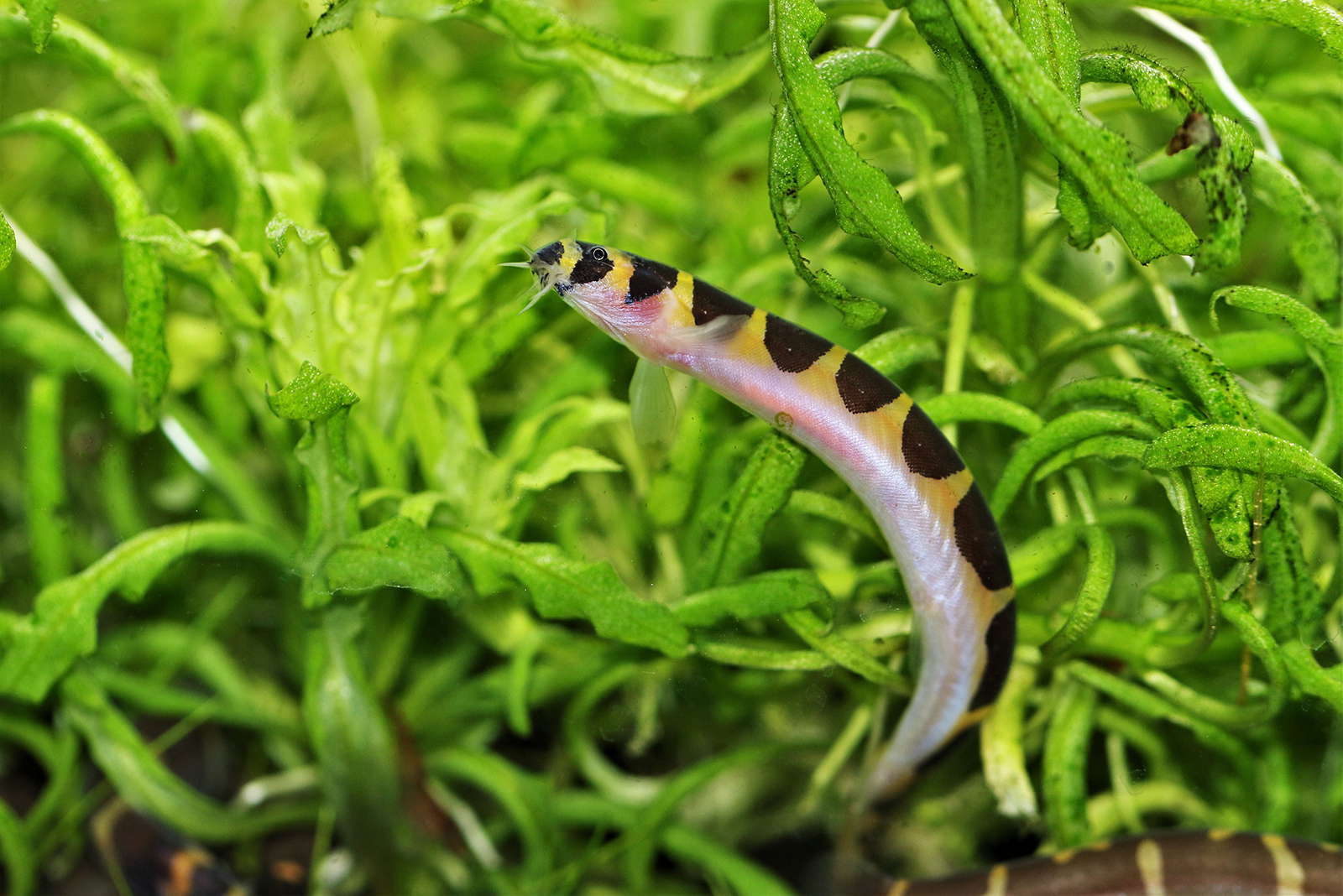 Kuhli Loach