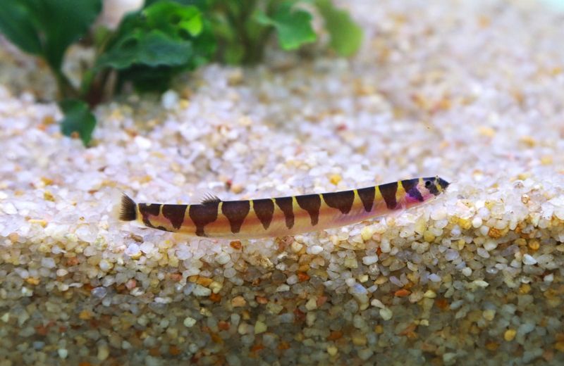 Kuhli Loaches