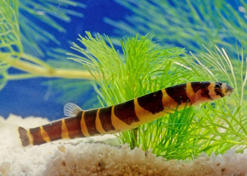 Kuhli Loaches