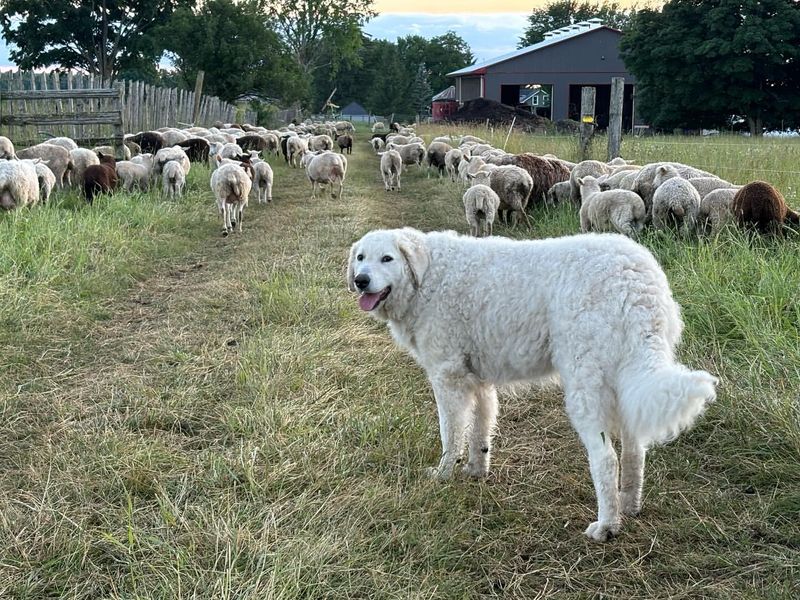 Kuvasz