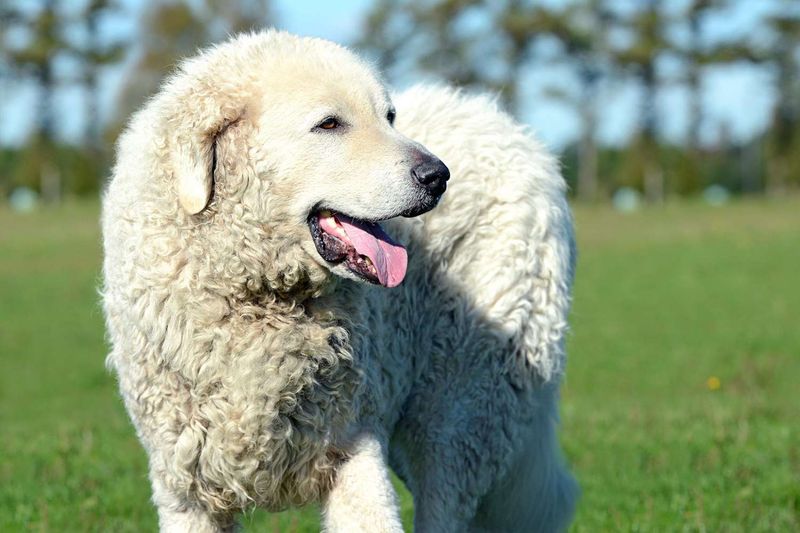 Kuvasz